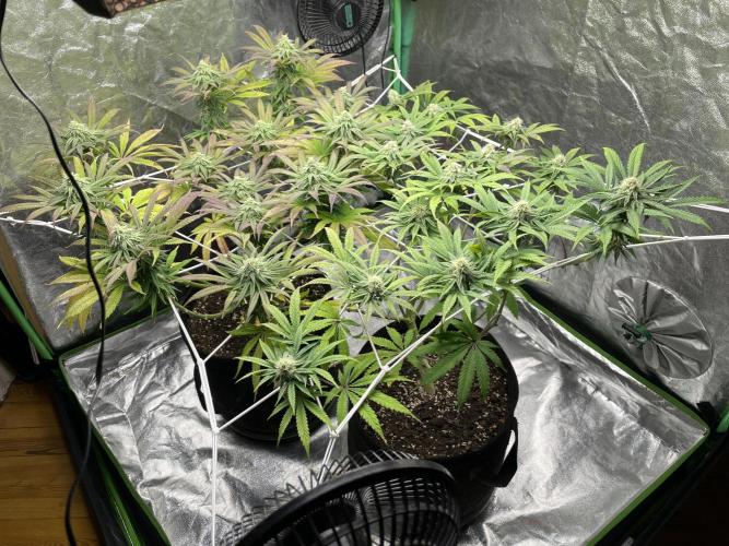 VELVET MOON, Green House. Week 11 - D.084