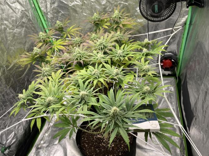 VELVET MOON, Green House. Week 11 - D.083