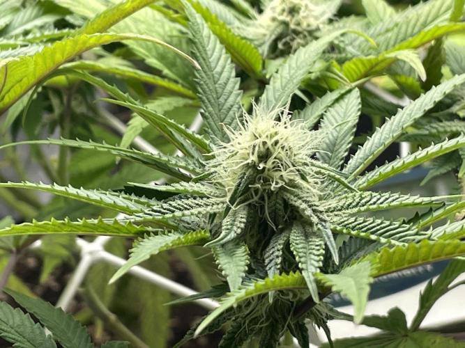 VELVET MOON, Green House. Week 11 - D.081_LIL MOON BUD_ZOOM