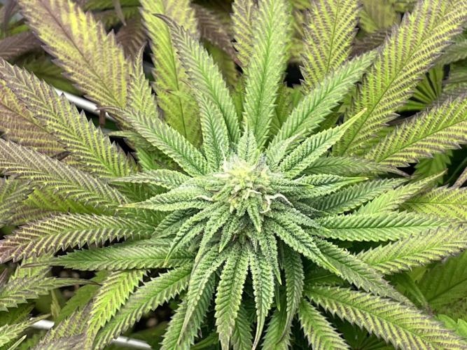 VELVET MOON, Green House. Week 11 - D.081_BIG MOON BUD