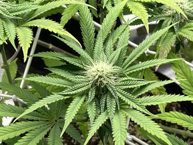 VELVET MOON, Green House. Week 11 - D.081_LIL MOON BUD