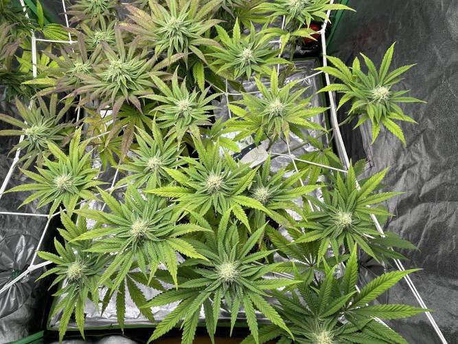 VELVET MOON, Green House. Week 11 - D.081_LIL MOON SCROG