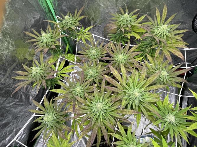 VELVET MOON, Green House. Week 11 - D.081_BIG MOON SCROG