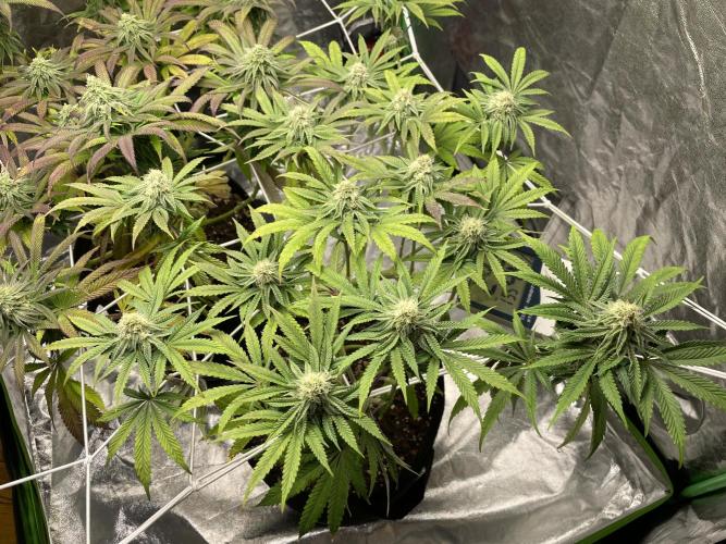 VELVET MOON, Green House. Week 12 - D.086_CHANGED NUTRITION VOL. TO CA. 75% 4.FLOWER WK, L. MIXX