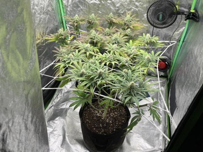 VELVET MOON, Green House. Week 12 - D.085