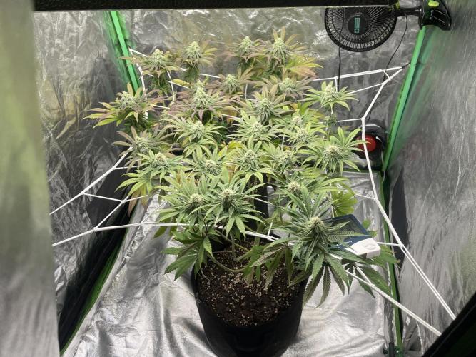 VELVET MOON, Green House. Week 12 - D.087