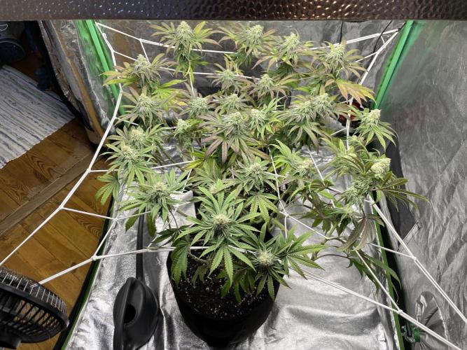 VELVET MOON, Green House. Week 12 - D.088