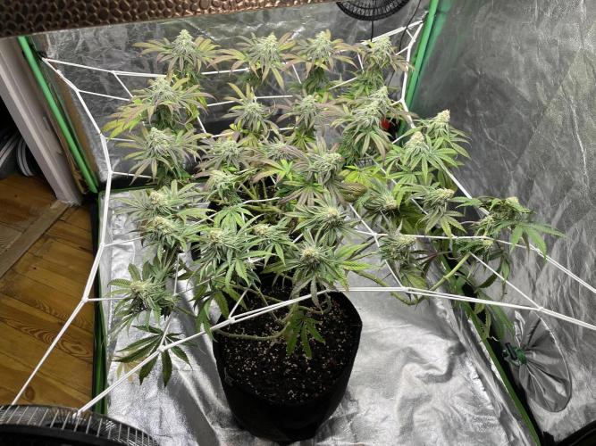 VELVET MOON, Green House. Week 12 - D.090_SCROG ADJUSTMENTS