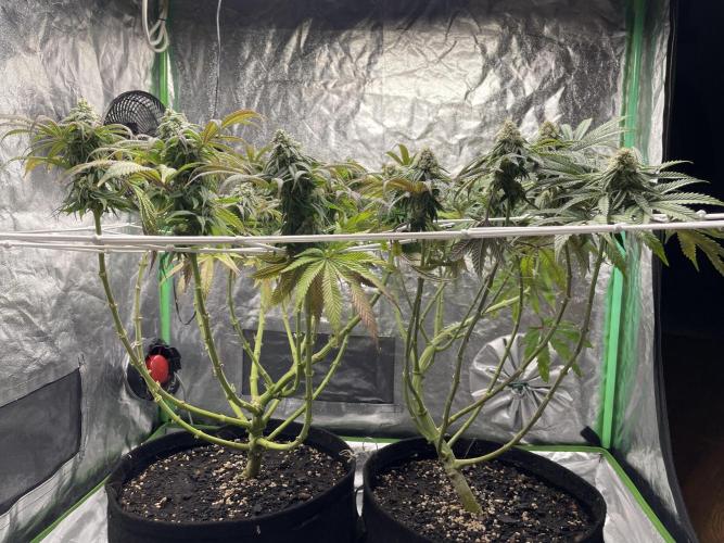 VELVET MOON, Green House. Week 12 - D.090_SIDE VIEW: BIG AND LIL MOON