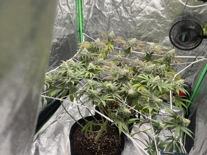 VELVET MOON, Green House. Week 12 - D.091