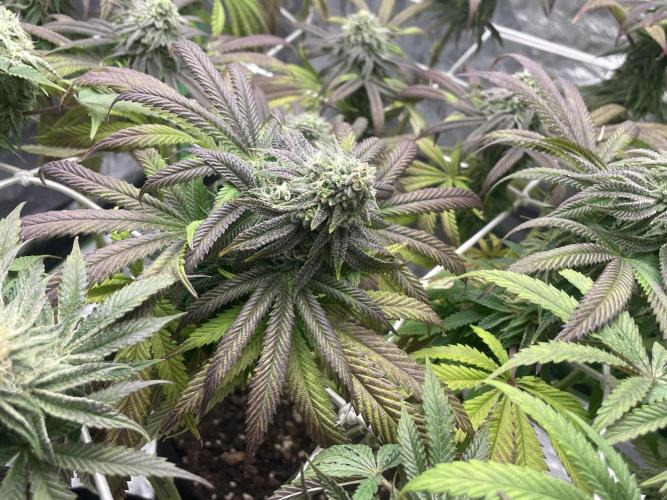 VELVET MOON, Green House. Week 12 - D.091_BIG MOON BUD