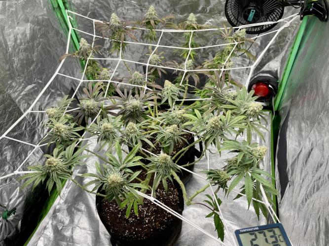 VELVET MOON, Green House. Week 13 - D.093