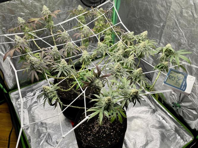 VELVET MOON, Green House. Week 13 - D.094