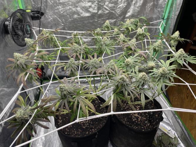 VELVET MOON, Green House. Week 13 - D.092