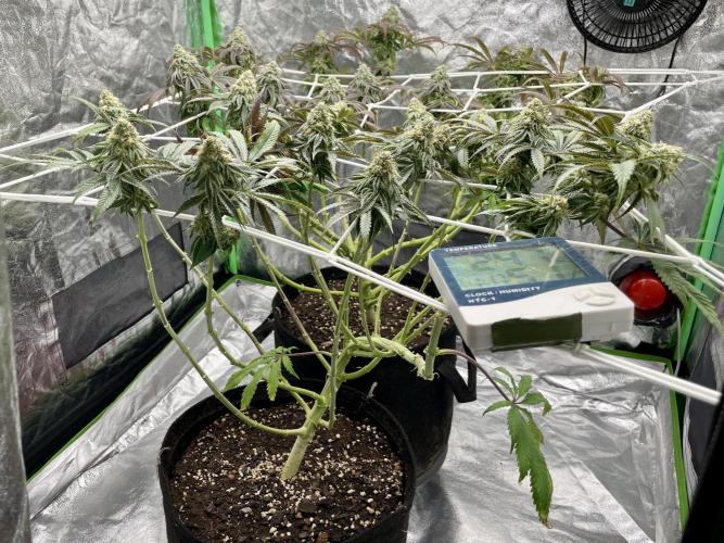 VELVET MOON, Green House. Week 13 - D.095