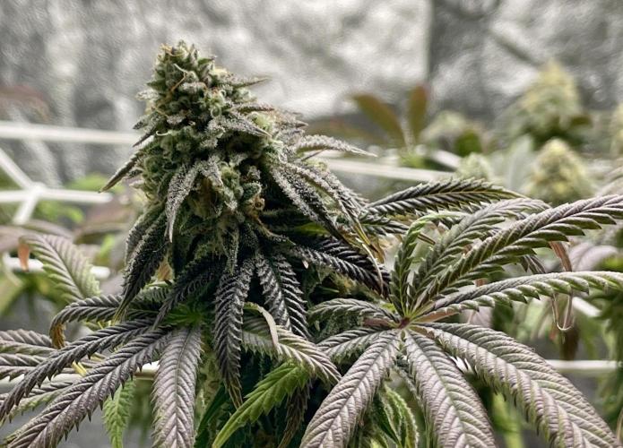 VELVET MOON, Green House. Week 13 - D.096_DA MOON CALLED BIG, ZOOMIN