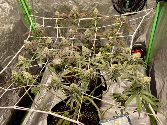 VELVET MOON, Green House. Week 13 - D.097