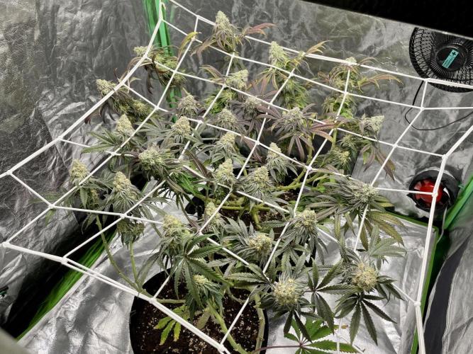 VELVET MOON, Green House. Week 14 - D.101