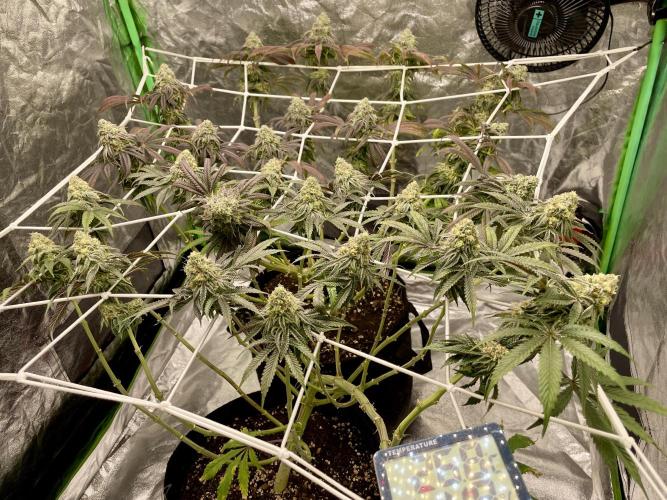 VELVET MOON, Green House. Week 14 - D.099