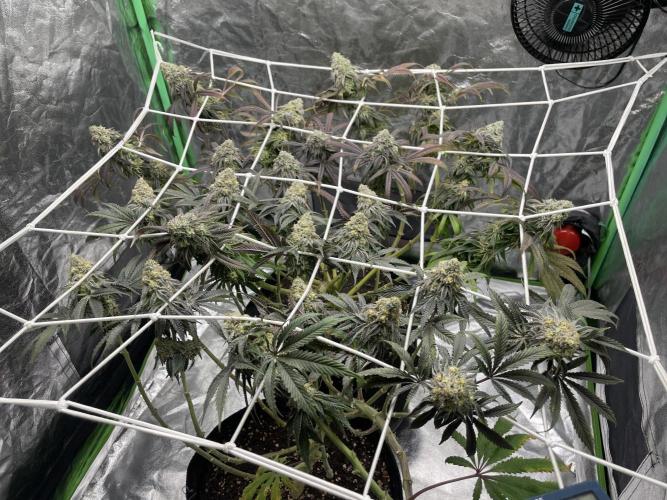 VELVET MOON, Green House. Week 14 - D.103