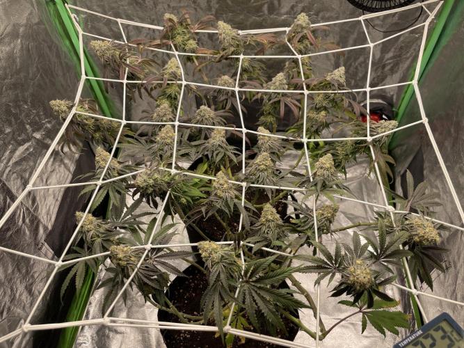 VELVET MOON, Green House. Week 14 - D.104