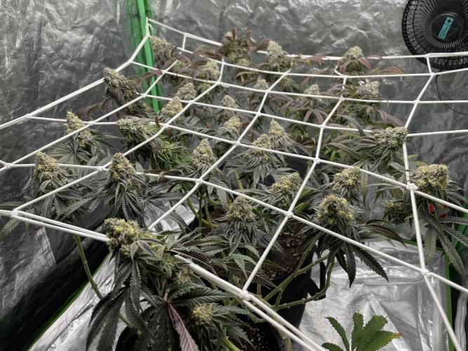 VELVET MOON, Green House. Week 14 - D.105