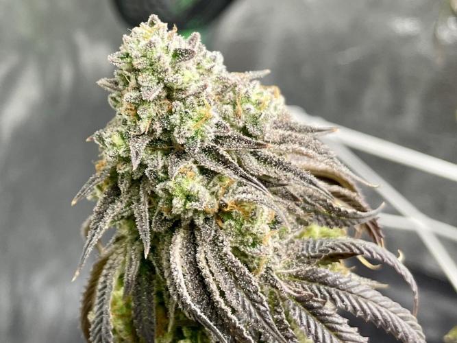 VELVET MOON, Green House. Week 16