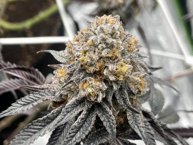 VELVET MOON, Green House. Week 17