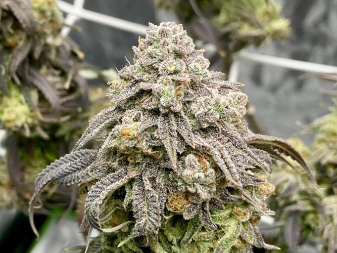 VELVET MOON, Green House. Week 17
