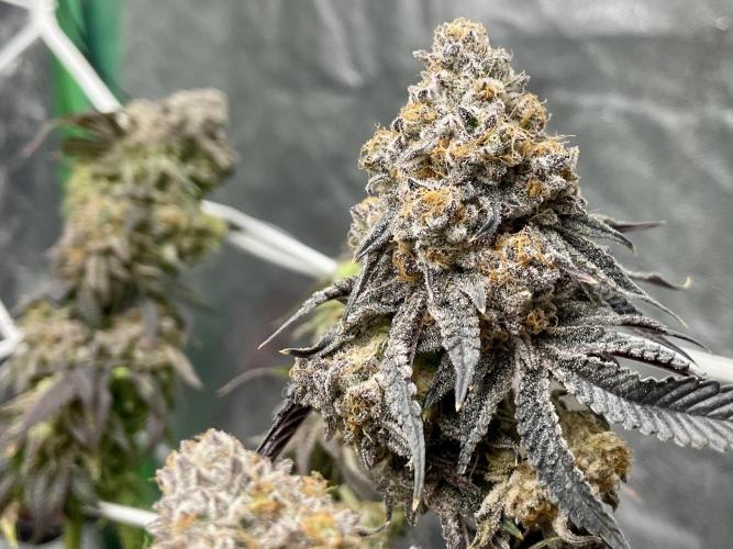 VELVET MOON, Green House. Week 17