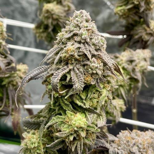 VELVET MOON, Green House. Week 17