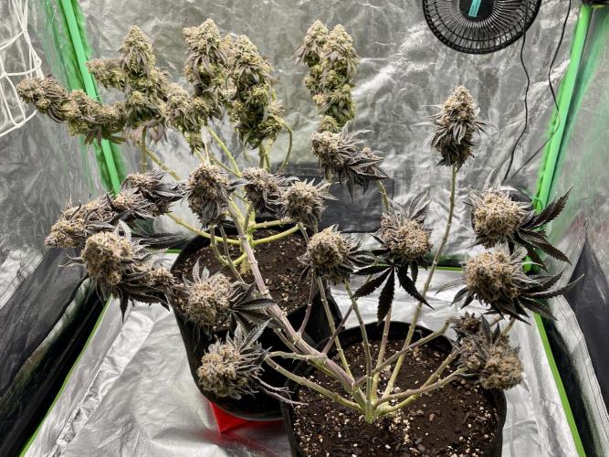 VELVET MOON, Green House. Week 18