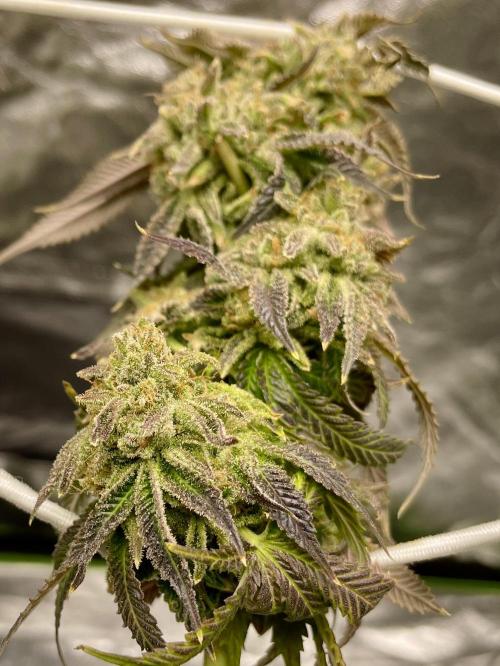 Velvet Moon. Week 19
