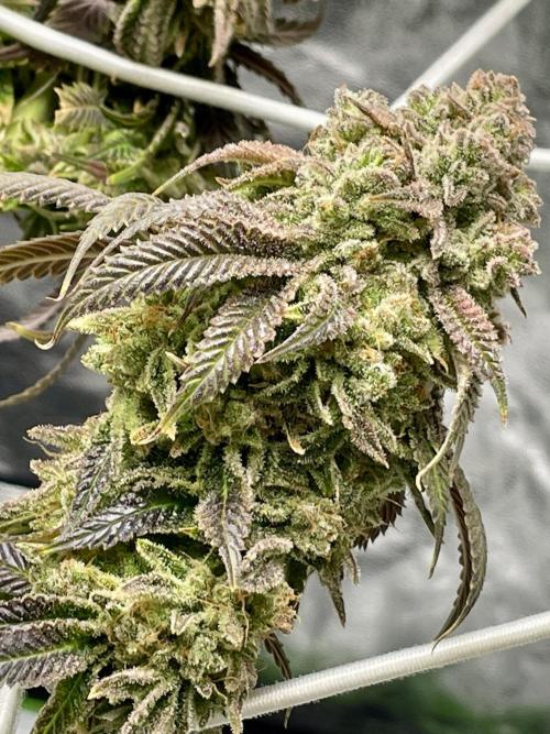 Velvet Moon. Week 20