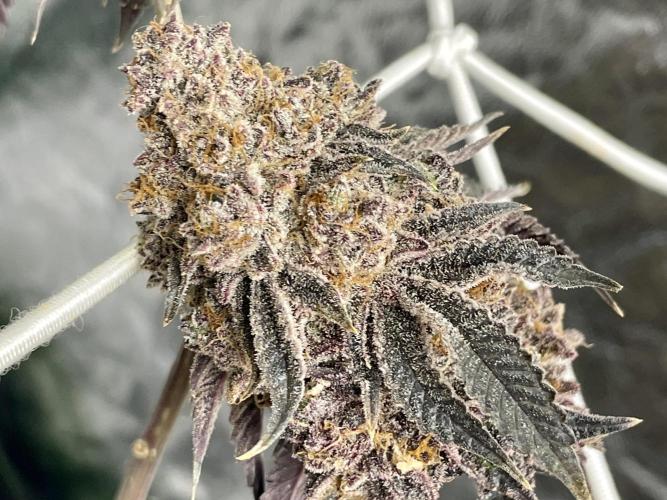 Velvet Moon. Week 20