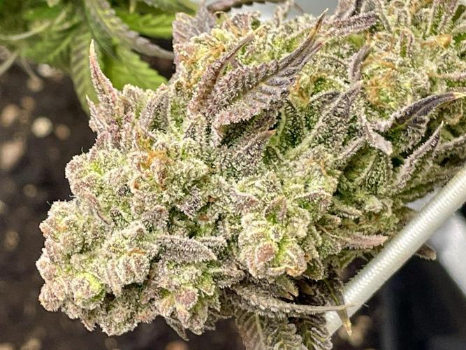 VELVET MOON, Green House. Week 20