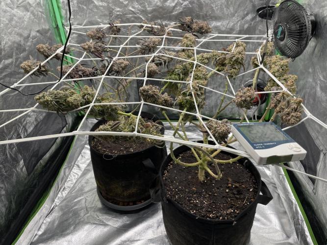 Velvet Moon. Week 20