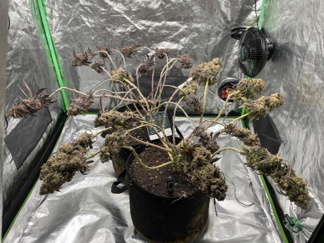Velvet Moon. Week 21