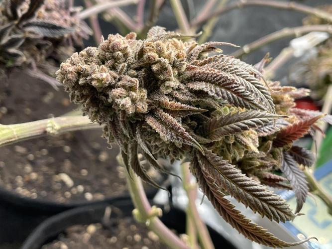 Velvet Moon. Week 22
