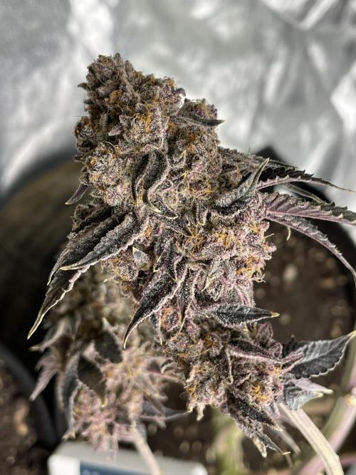 Velvet Moon. Week 21