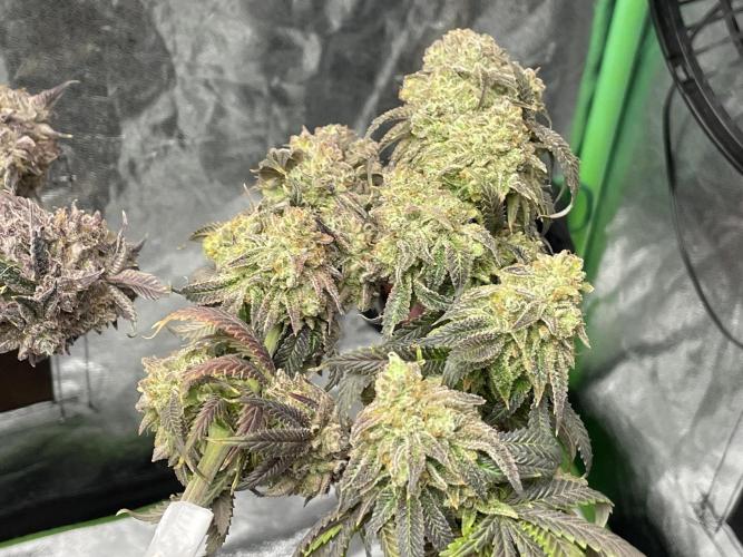 VELVET MOON, Green House. Week 21