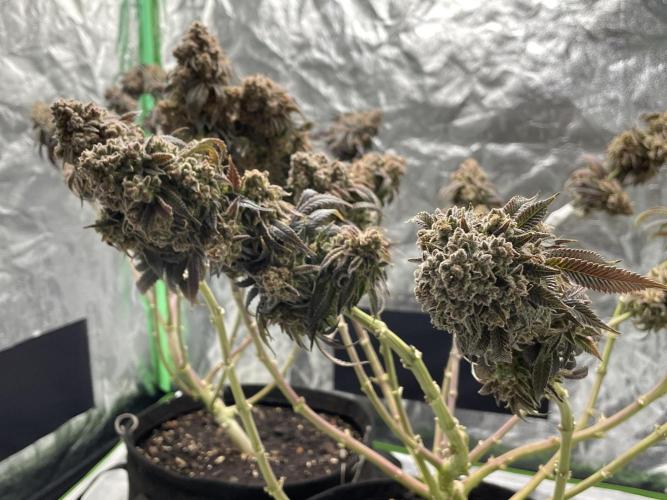 Velvet Moon. Week 21