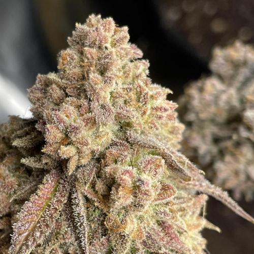 VELVET MOON, Green House. Week 23