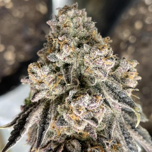 VELVET MOON, Green House. Week 23