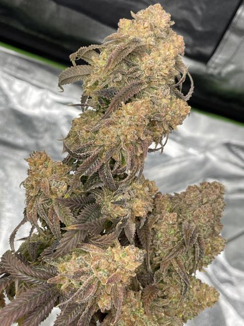 Velvet Moon. Week 23