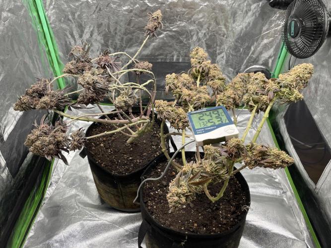 Velvet Moon. Week 23