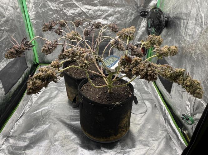 VELVET MOON, Green House. Week 22