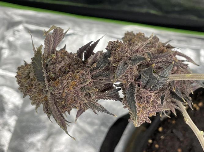 VELVET MOON, Green House. Week 22
