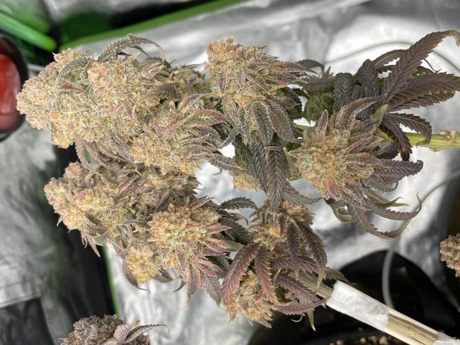 VELVET MOON, Green House. Week 22