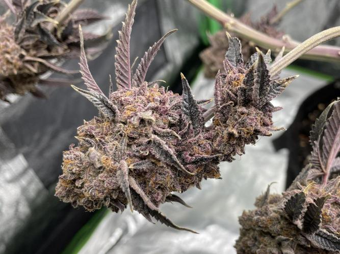 Velvet Moon. Week 22